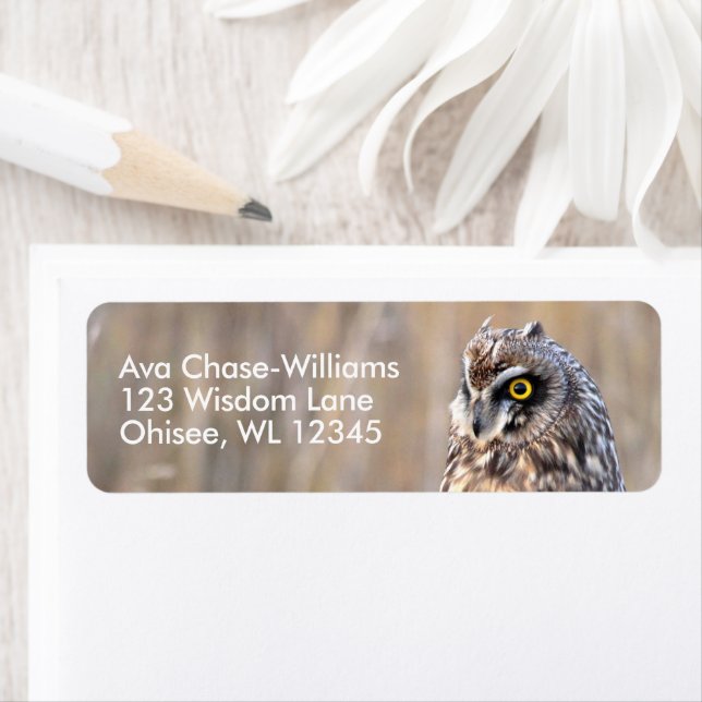 Atemberaubendes Kurz-gezüchtetes Owl in den Marsch (Insitu)