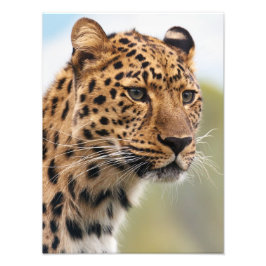 Atemberaubendes Leopardenportrait Fotodruck