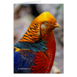 Atemberaubendes Profil eines roten Golden Pheasant