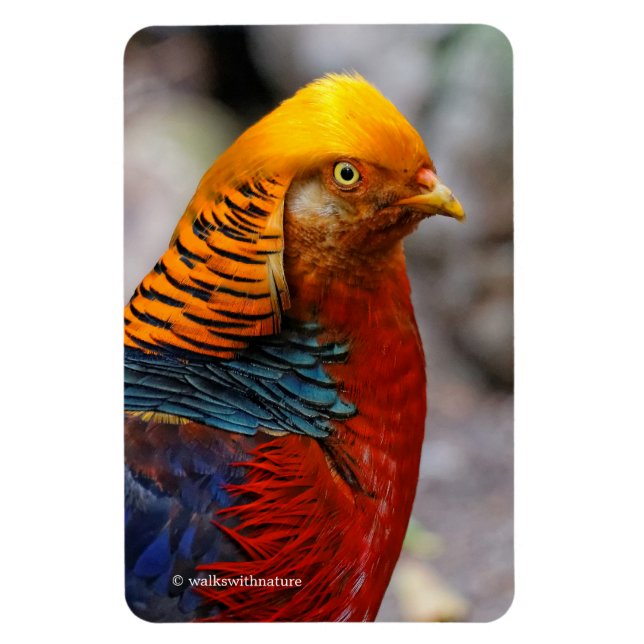 Atemberaubendes Profil eines roten Golden Pheasant Magnet (Vertikal)