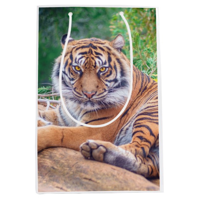 Atemberaubendes Rekrutieren von Tigerfotografie Mittlere Geschenktüte (Vorderseite)
