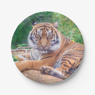 Atemberaubendes Rekrutieren von Tigerfotografie Pappteller