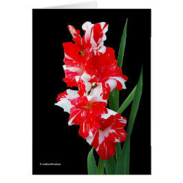 Atemberaubendes Rotes und Weiß Gladiolus Schwert L