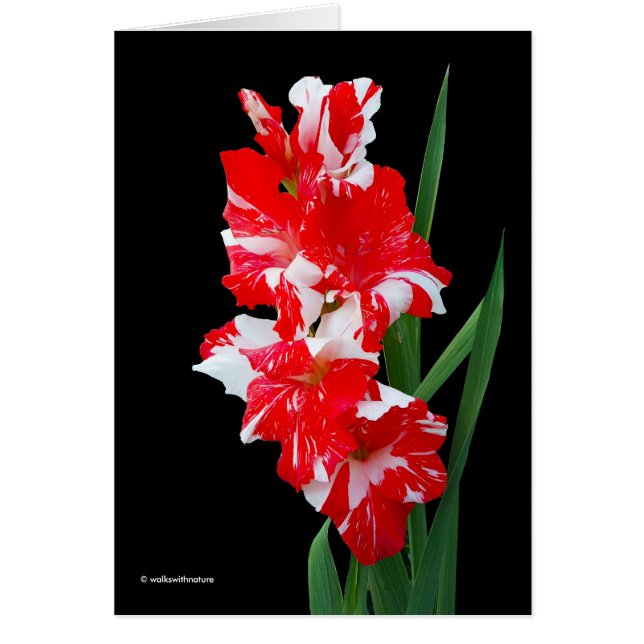 Atemberaubendes Rotes und Weiß Gladiolus Schwert L (Vorne)