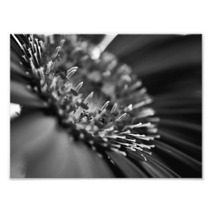 Atemberaubendes Schwarzweiss-Blumenmakro Fotodruck