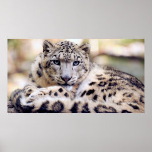 Atemberaubendes Snowleopardarportrait Poster
