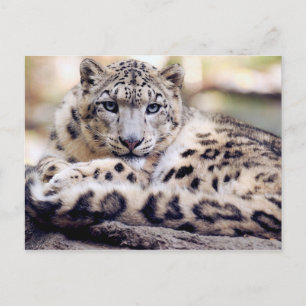 Atemberaubendes Snowleopardarportrait Postkarte