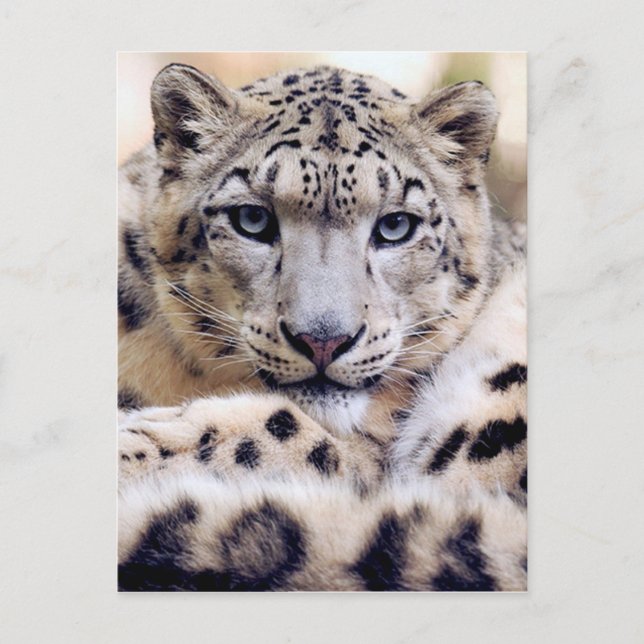 Atemberaubendes Snowleopardarportrait Postkarte (Vorderseite)