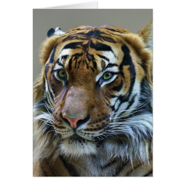 Atemberaubendes Tigerportrait (Vorne)