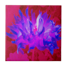 Atemberaubendes Violet Blau und Hot Pink Kaktus Da