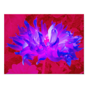 Atemberaubendes Violet Blau und Hot Pink Kaktus Da Fotodruck