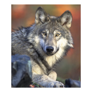 Atemberaubendes Wolfsprotrait Fotodruck
