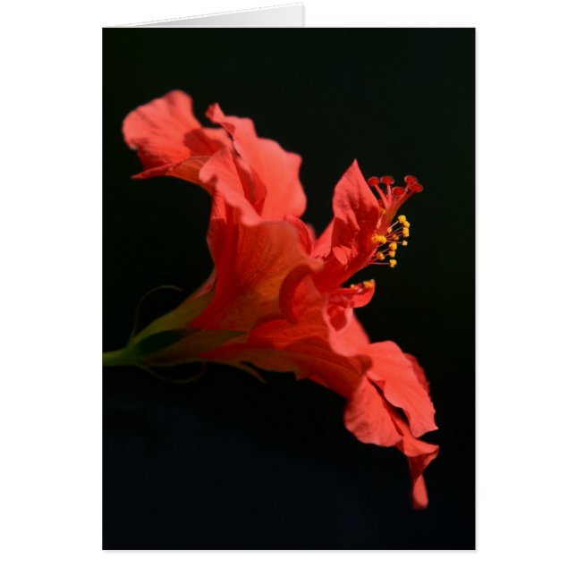 Atemberregende Hibiskusblüte (Vorne)