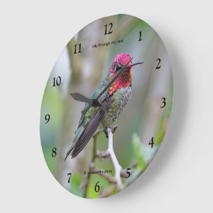 Atemberregender männlicher Annas Kolibri auf dem P Große Wanduhr