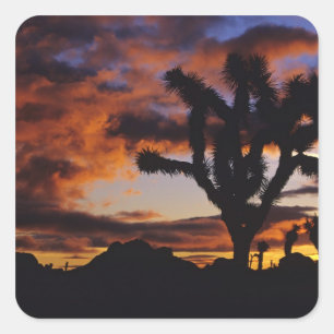 Atemembernder Sonnenaufgang im Joshua Tree Nationa Quadratischer Aufkleber