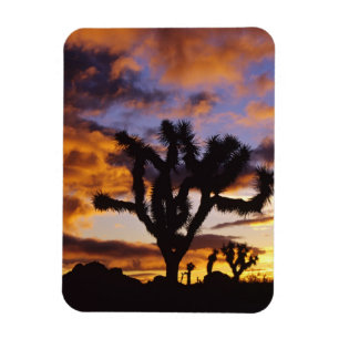 Atemosphärischer Sonnenaufgang im Joshua-Tree-Nati Magnet