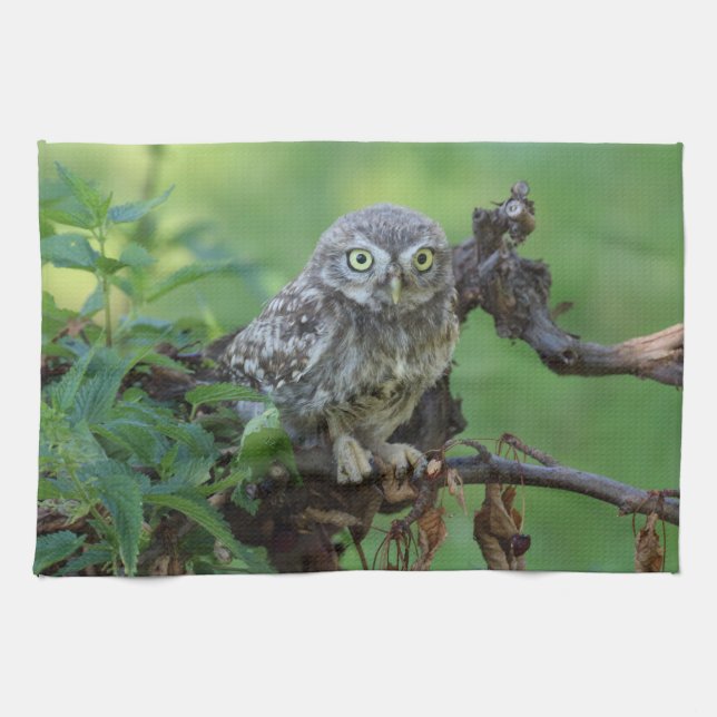 Athene noctua handtuch (Horizontal)