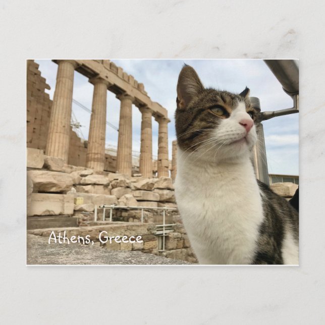 Athens Cat Kitten Acropolois Parthenon Postcard Postkarte (Vorderseite)