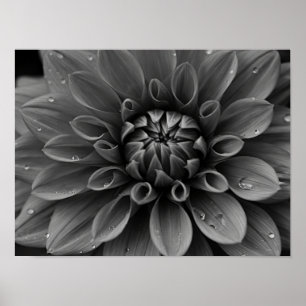 Ätherische monochromatische Dahlie Makro Poster