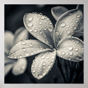 Ätherische monochrome Plumerien-Makrofotografie Poster