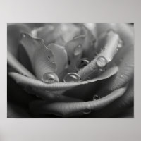 Ätherisches monochromes Rosenblatt-Makro