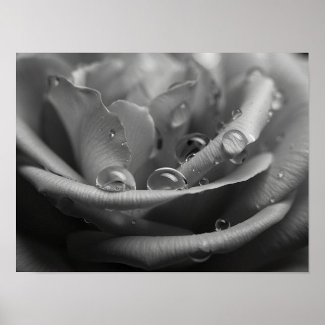 Ätherisches monochromes Rosenblatt-Makro Poster (Vorne)