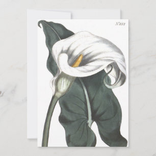 Äthiopische Calla-Lilien-Botanische-Illustration Dankeskarte