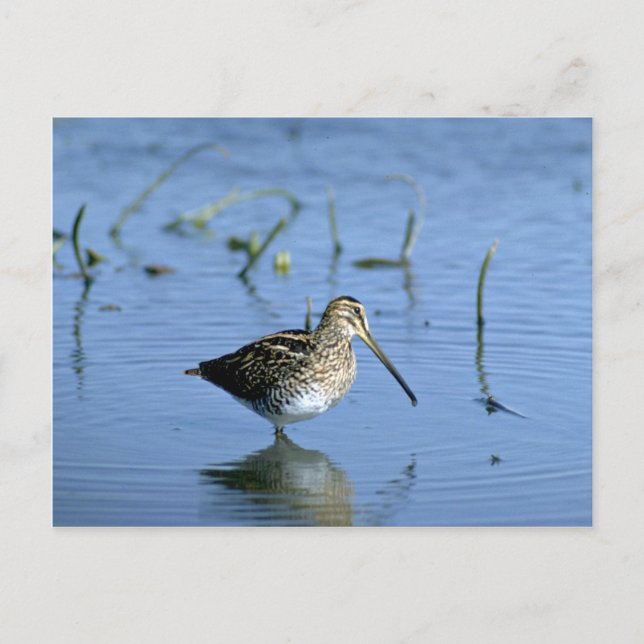 Äthiopischer Snipe Postkarte (Vorderseite)
