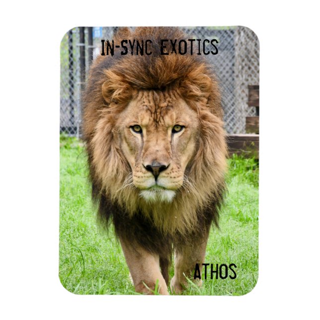 Athos Lion - Magnet (Vertikal)