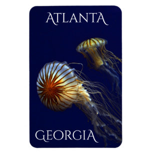 Atlanta Georgia Neugieriger Quallen Magnet