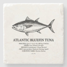 Atlantic Bluefin Tuna Scientific Illustration 