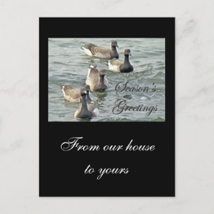 Atlantic Brant Geese Season's Greetings Series Feiertagspostkarte