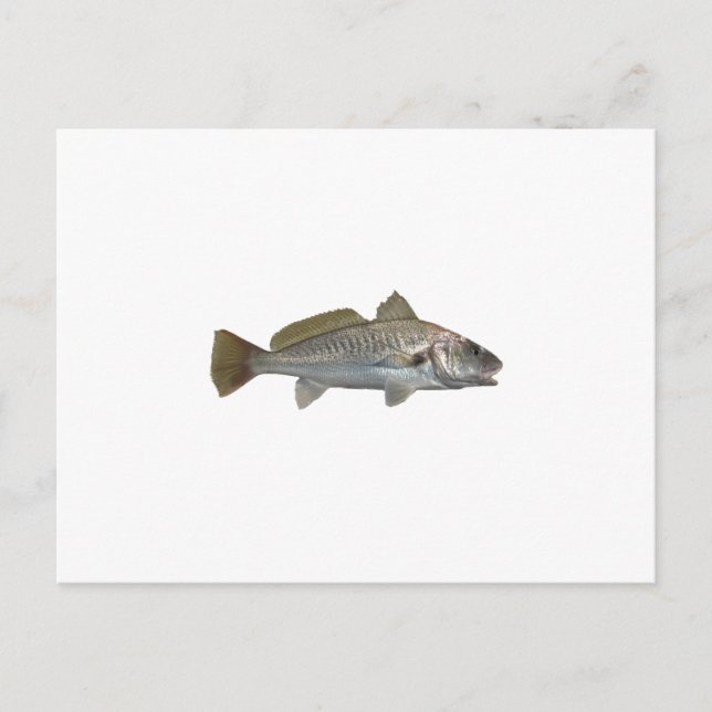 Atlantic Croaker Postkarte (Vorderseite)