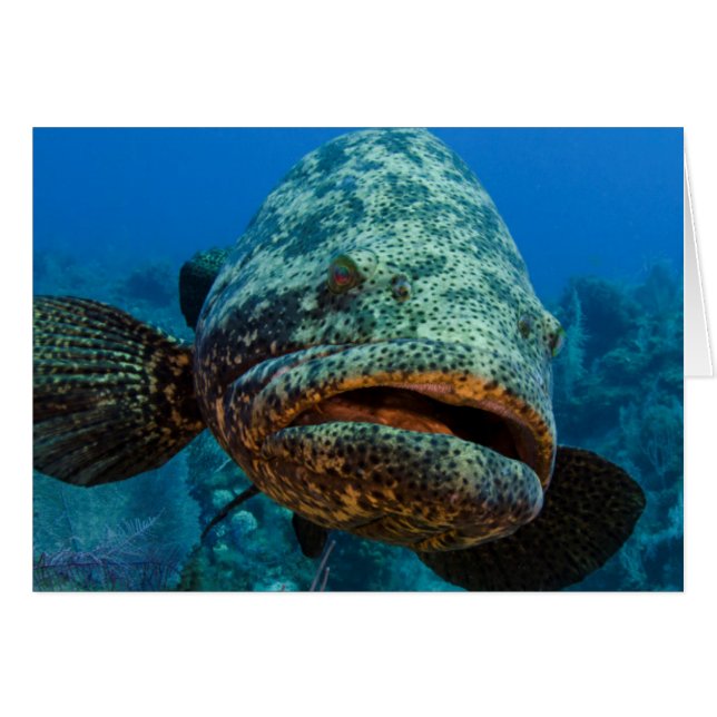 Atlantic Goliath Grouper (Vorderseite (Horizontal))