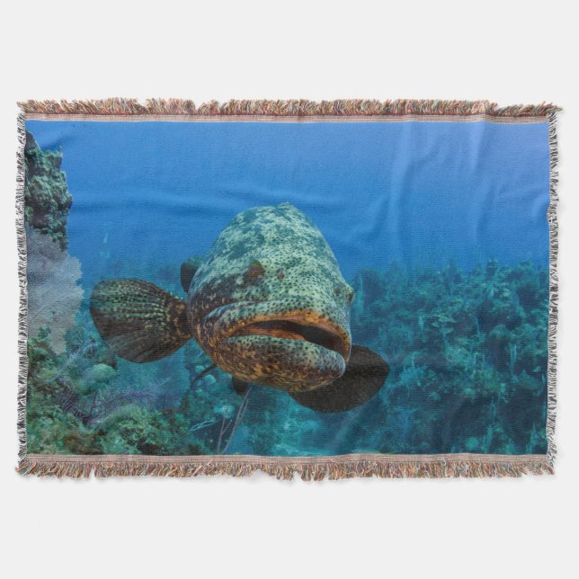 Atlantic Goliath Grouper Decke (Vorderseite)