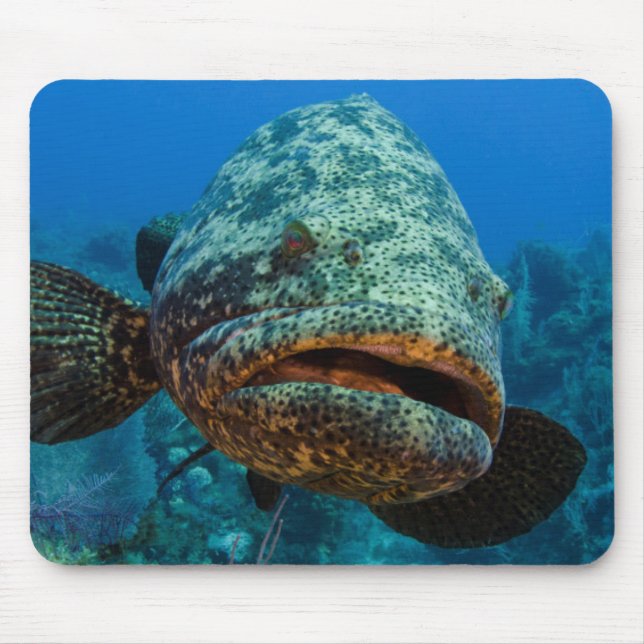 Atlantic Goliath Grouper Mousepad (Vorne)