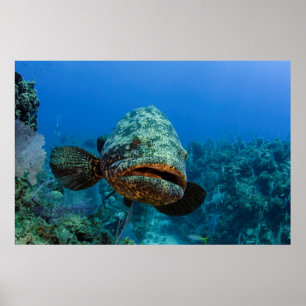 Atlantic Goliath Grouper Poster