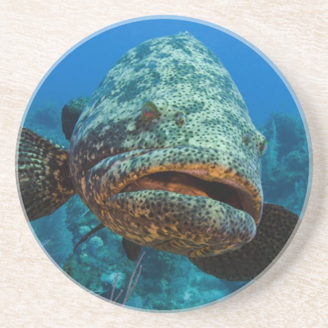 Atlantic Goliath Grouper Sandstein Untersetzer (Vorne)