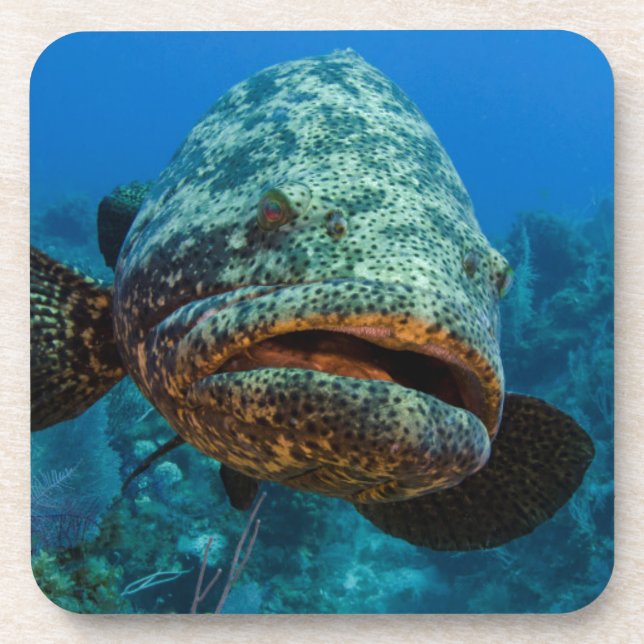 Atlantic Goliath Grouper Untersetzer (Vorderseite)