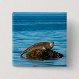 Atlantic Harbor Seal Button
