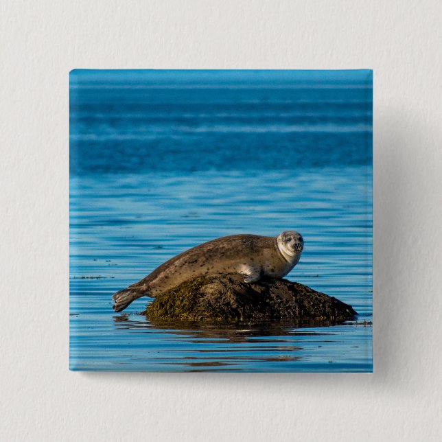 Atlantic Harbor Seal Button (Vorderseite)