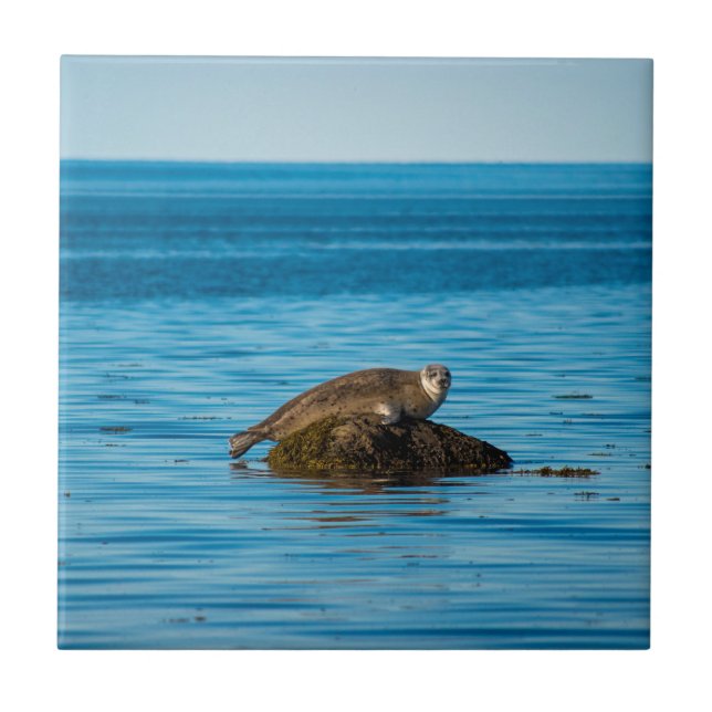 Atlantic Harbor Seal Fliese (Vorderseite)