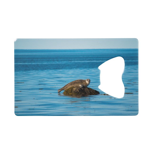 Atlantic Harbor Seal Geldbeutel Flaschenöffner (Vorderseite (Horizontal))