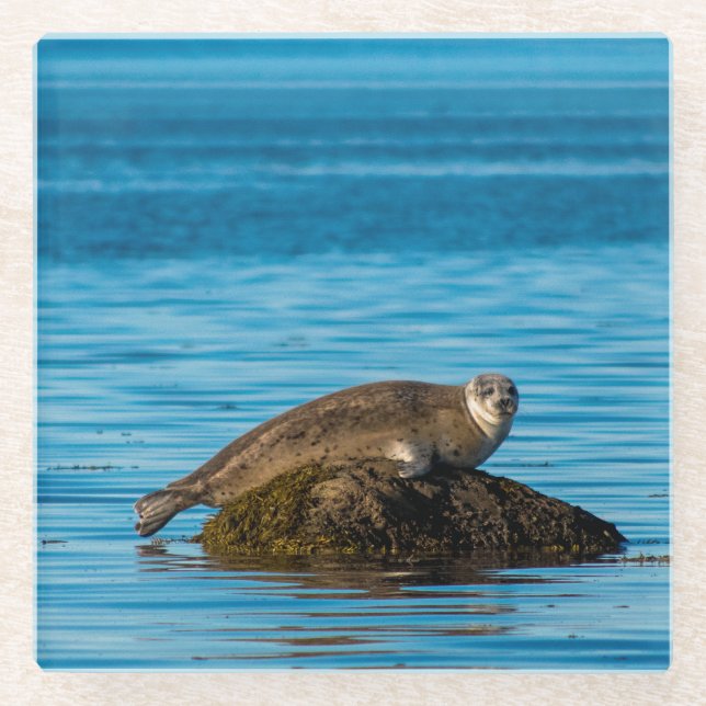 Atlantic Harbor Seal Glasuntersetzer (Vorderseite)