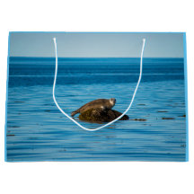 Atlantic Harbor Seal