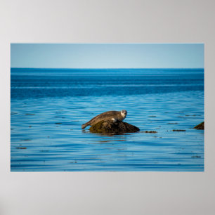 Atlantic Harbor Seal Poster