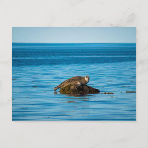 Atlantic Harbor Seal Postkarte