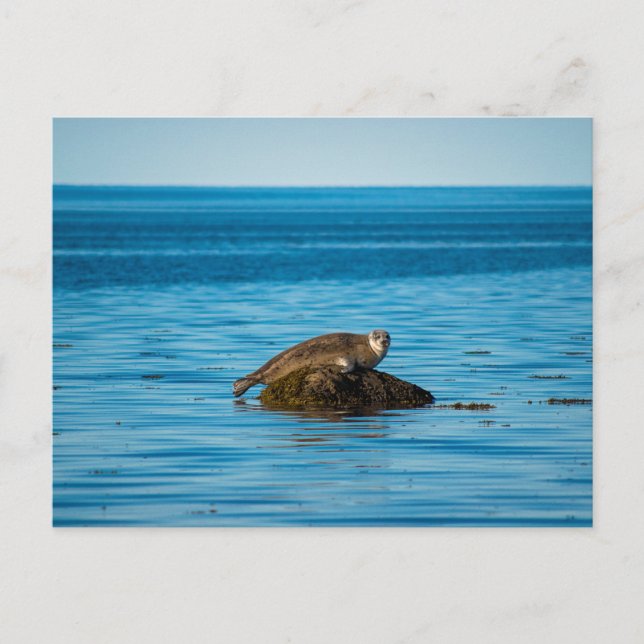 Atlantic Harbor Seal Postkarte (Vorderseite)