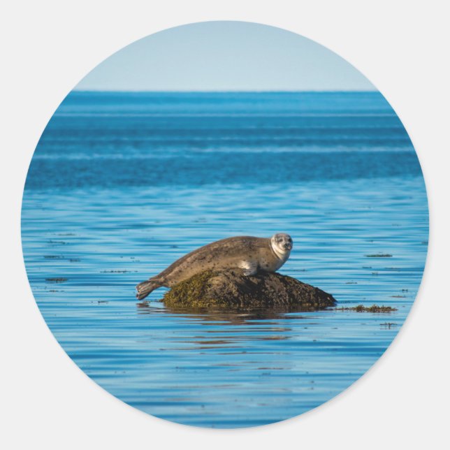 Atlantic Harbor Seal Runder Aufkleber (Vorderseite)