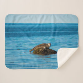 Atlantic Harbor Seal Sherpadecke